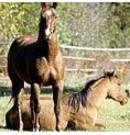 Cheval* Cheval*
