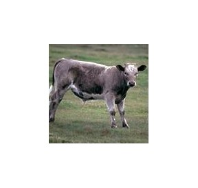 Boeuf*