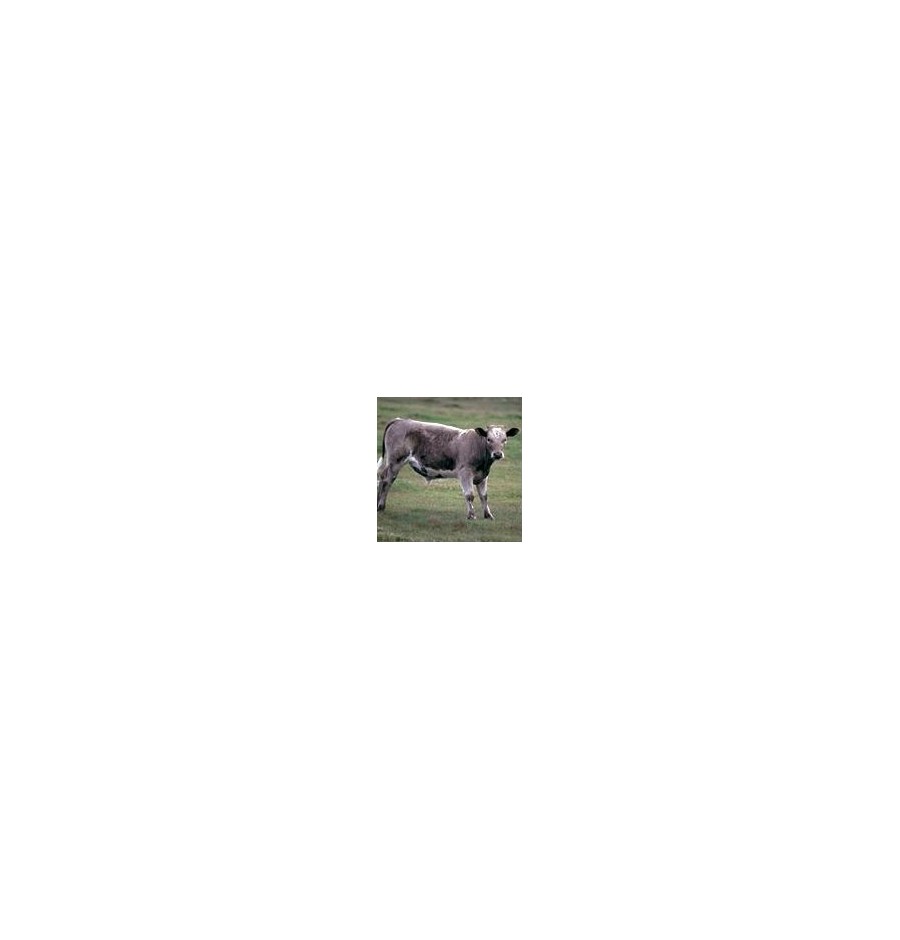 Boeuf*