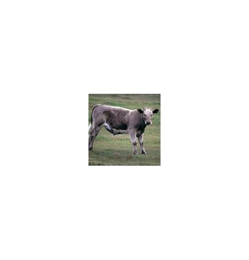 Boeuf*