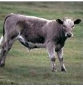 Boeuf*