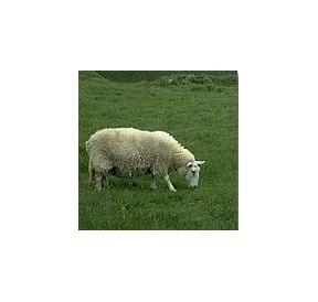 Mouton*