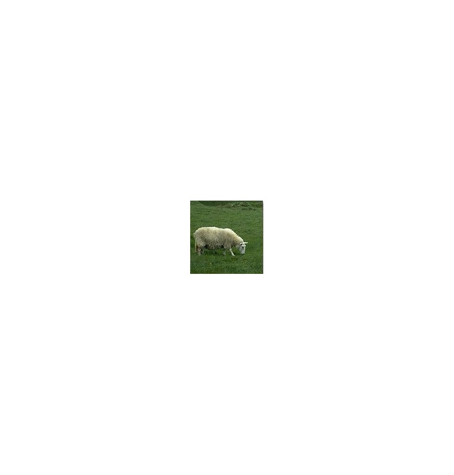 Mouton* Mouton*