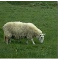 Mouton* Mouton*