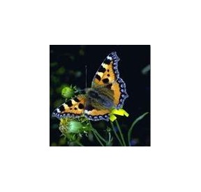 Papillon*