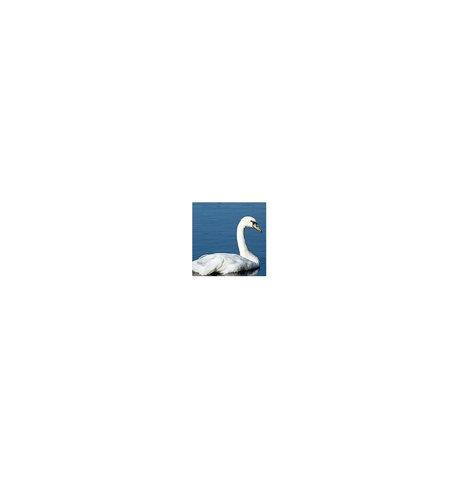 Cygne*