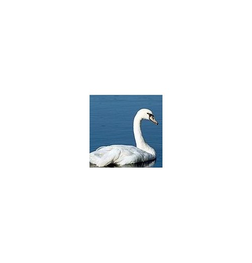 Cygne*