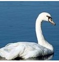 Cygne*