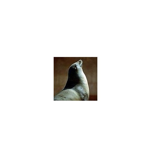 Phoque*