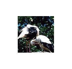 Cigogne*