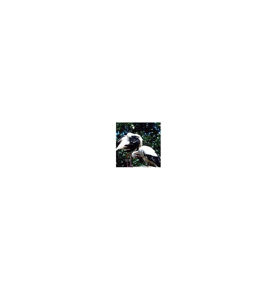 Cigogne* Cigogne*