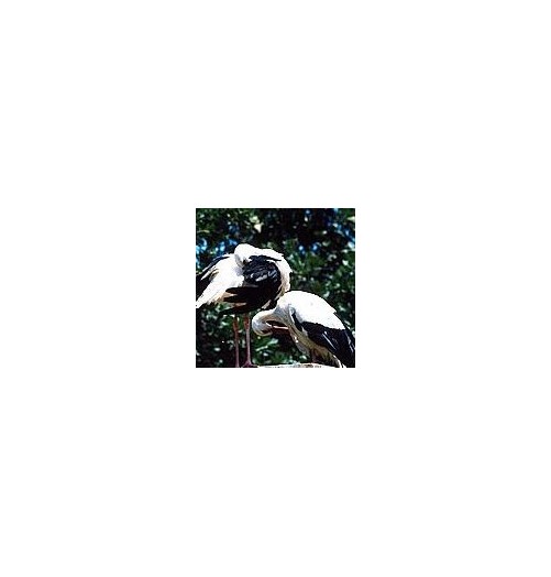 Cigogne*