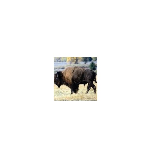 Bison*