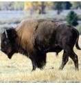 Bison* Bison*