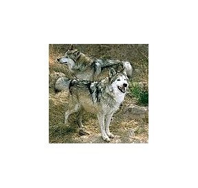 Loup*