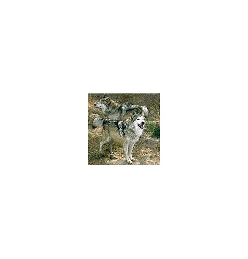Loup*