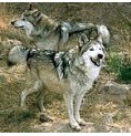 Loup*