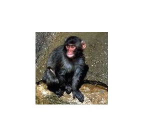 Singe*