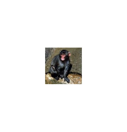Singe*