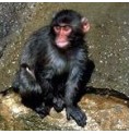 Singe* Singe*