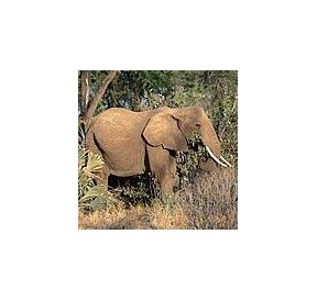 Eléphant*