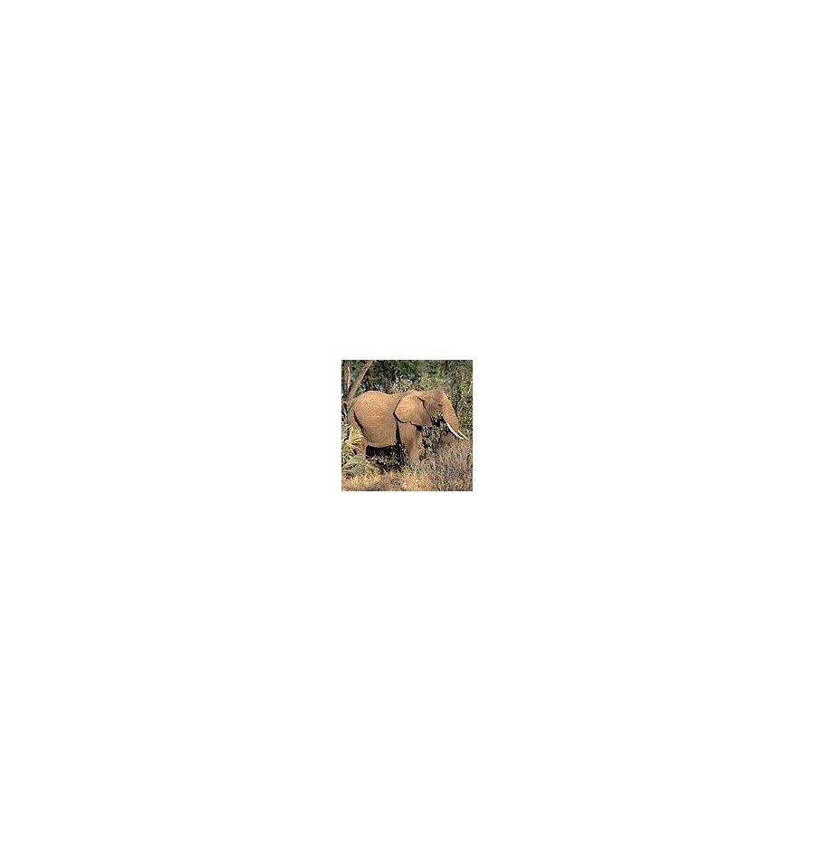 Éléphant*