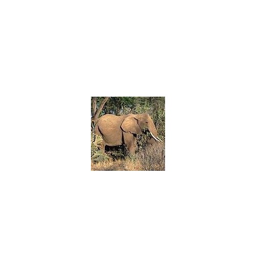 Eléphant*
