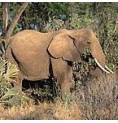Éléphant*