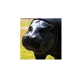 Hippopotame*