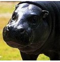 Hippopotame* Hippopotame*