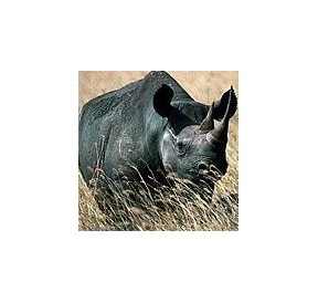 Rhinocéros*