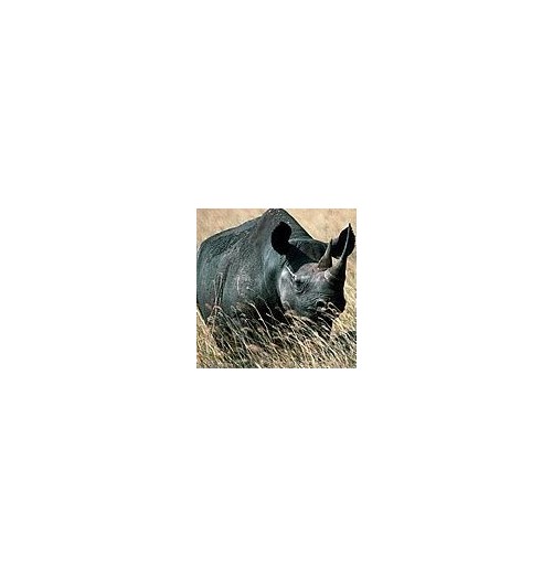 Rhinocéros*