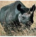 Rhinocéros* Rhinocéros*