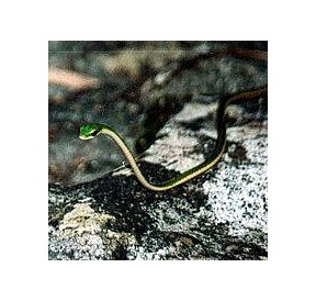 Serpent