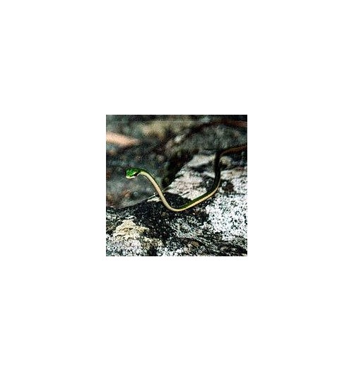 Serpent