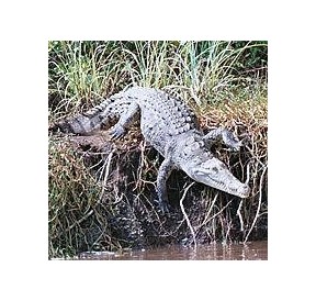 Aligator