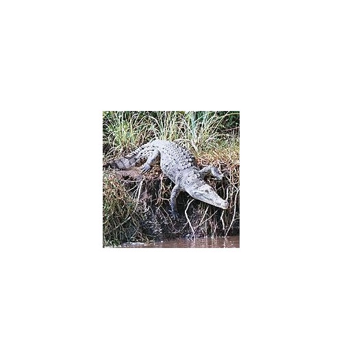 Aligator