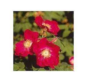 Rose Tibétaine*