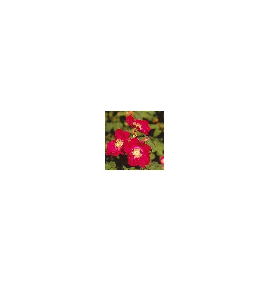 Rose Tibétaine* Rose Tibétaine*