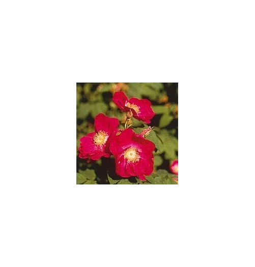 Rose Tibétaine*
