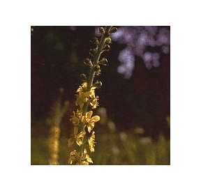Aigremoine/Agrimony*