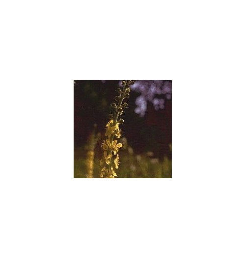 Aigremoine/Agrimony*