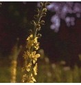 Aigremoine/Agrimony* Aigremoine/Agrimony*