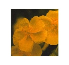 Hélianthème/Rock Rose*