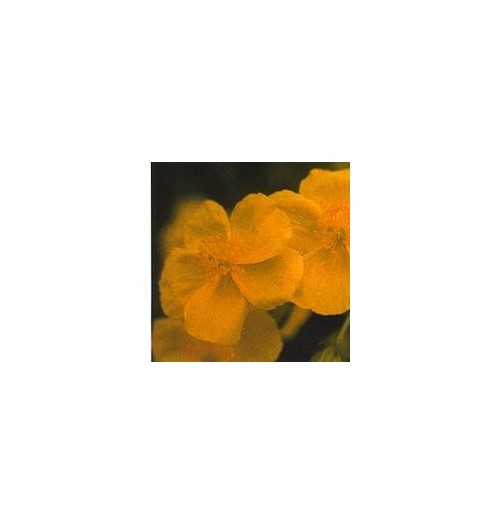 Hélianthème/Rock Rose*
