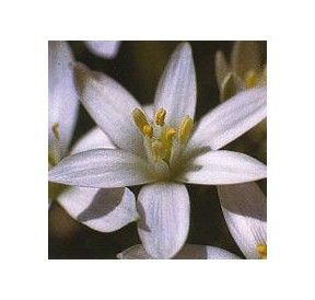 Dame de Onze Heures/Star of Bethlehem*