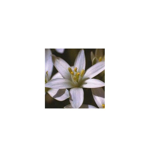 Dame de Onze Heures/Star of Bethlehem*