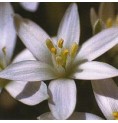 Dame de Onze Heures/Star of Bethlehem* Dame de Onze Heures/Star of Bethlehem*