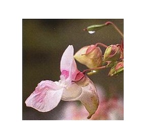 Impatience/Impatiens*