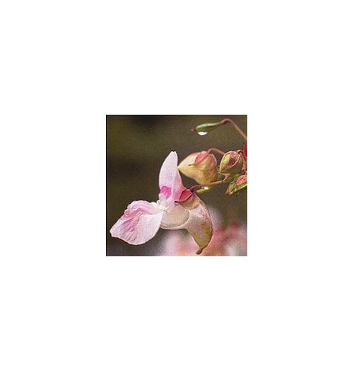 Impatience/Impatiens*